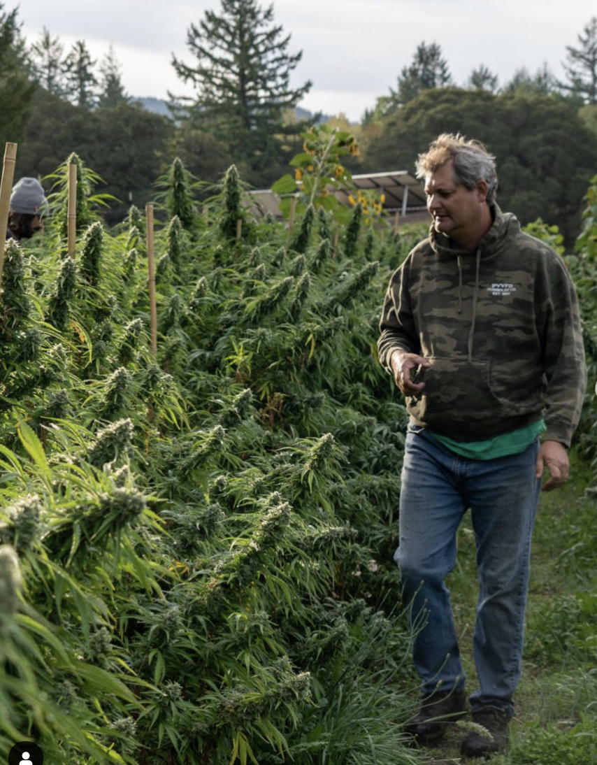 Jack Flower Strain Profile | Nasha Hash — Nasha Hash